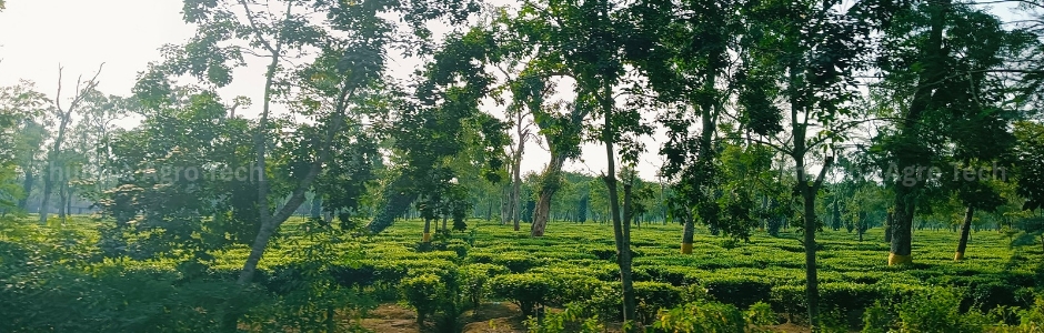 RainGun irrigation system on a 500-acre tea estate, Guwahati, Assam