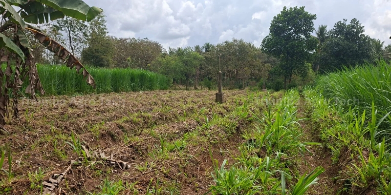 Super Napier grass cultivation under RainGun irrigation for CBG bio fuel raw material