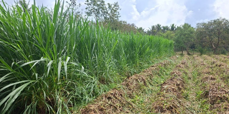 Super Napier grass early growth on raised beds under RainGun irrigation