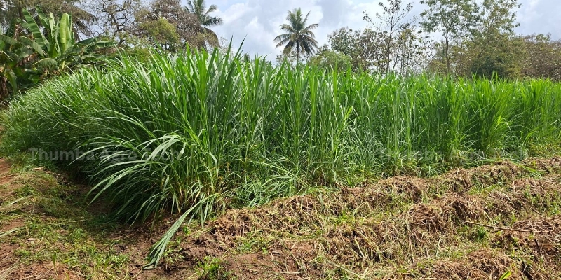 Super Napier grass reaching tall height, machine-harvest compatible, grown with RainGun irrigation