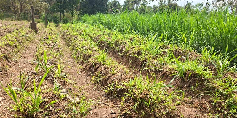 Machine-friendly Super Napier harvesting on a permanent RainGun field for CBG bio fuel