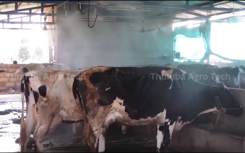 Thumba dairy mist cooling system in operation — fine mist cooling a herd of HF cows inside a farm shed