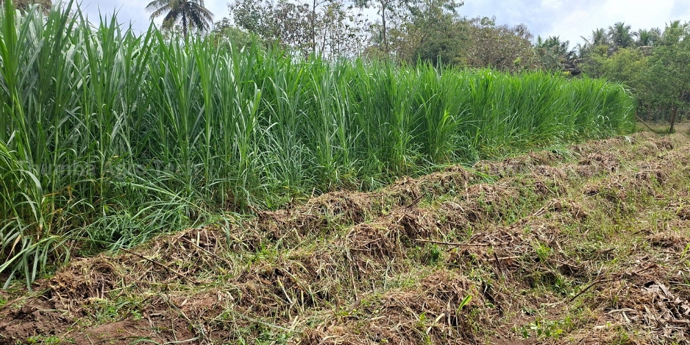 Dr. Sampath's permanent RainGun system irrigating Super Napier dairy fodder, Tanjore, Tamil Nadu — running since 2013