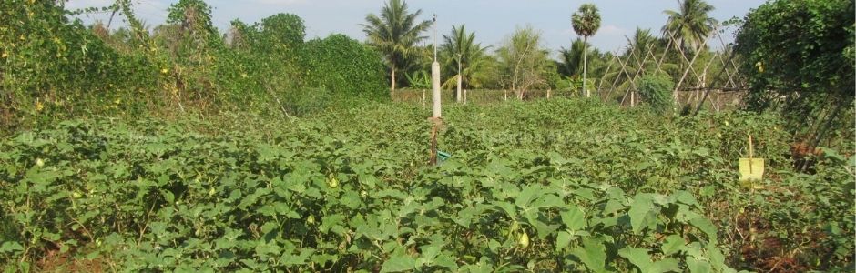 Organic vegetable crop grown under RainGun irrigation on Thiru Sampath's farm, Tanjore, Tamil Nadu — no chemical fertilizer or pesticide