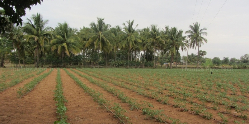 Drip Irrigation System
