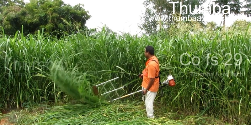 Manual Fodder Harvester