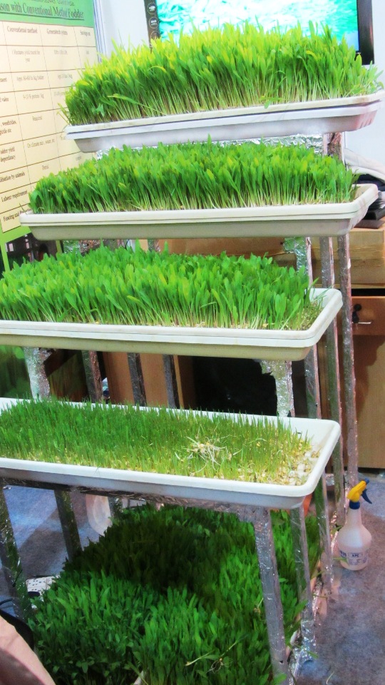 Hydroponic Fodder Cultivation System