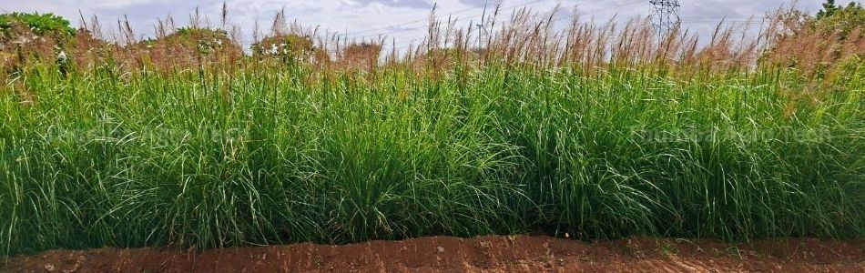 Vettiver Farm — Kadaloor