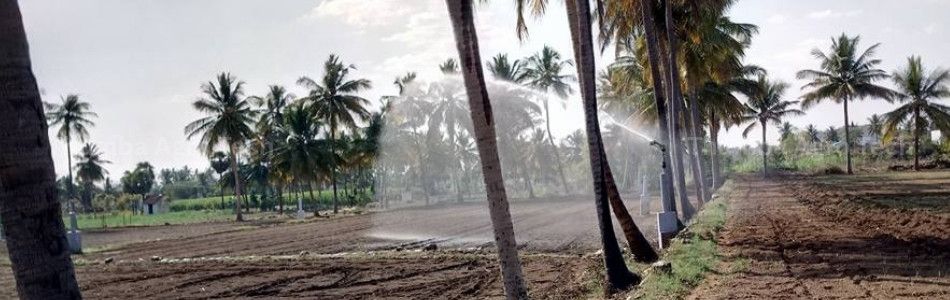 Mr. Rathinasamy Sugarcane and Turmeric Farm