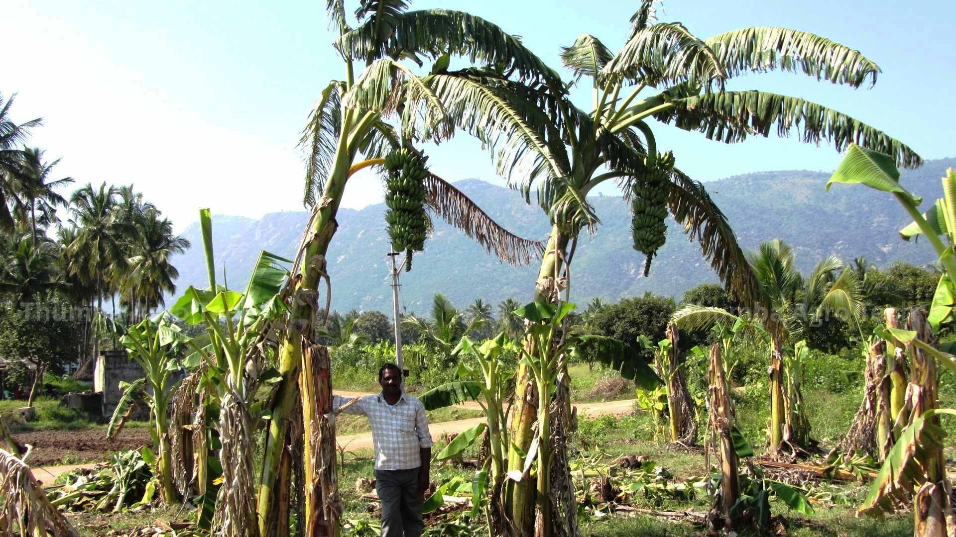 Mr. Narayanan beside banana bunches over 48 kgs, held up with no support stakes, Jolarpettai
