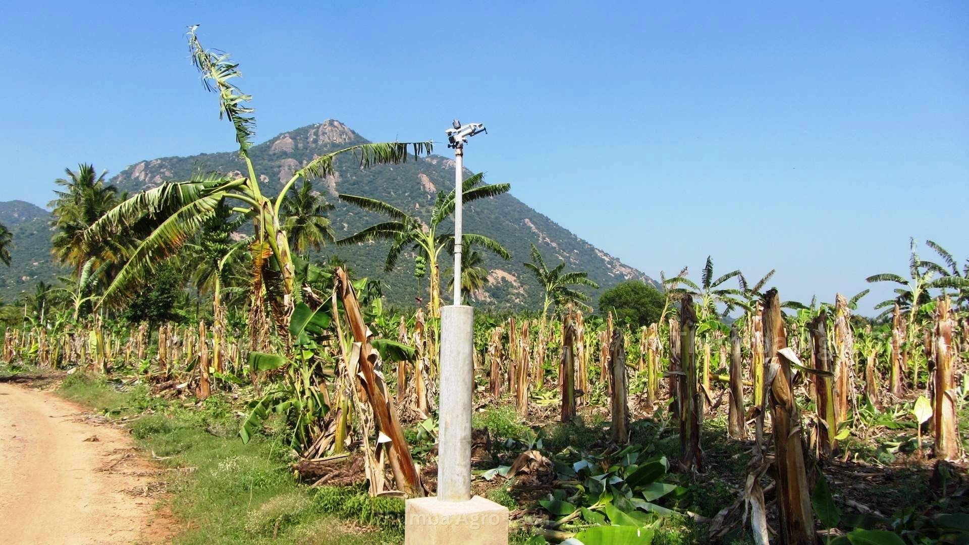 Mr. Narayanan's banana field after harvest, Jolarpettai, with RainGun standpipe among the cut stalks
