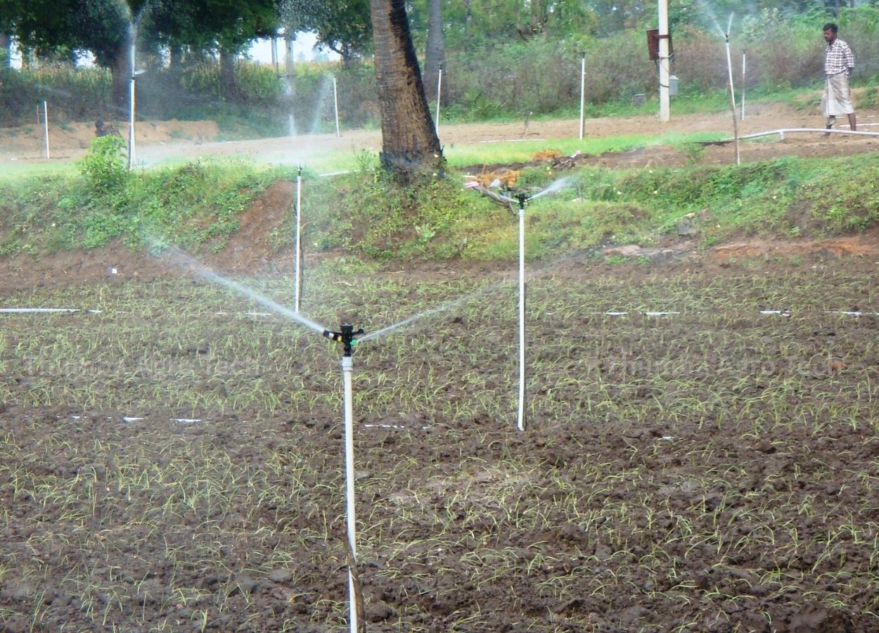 Onion crop irrigated with mini sprinkler system on upper bed cultivation — Thumba Agro Technologies