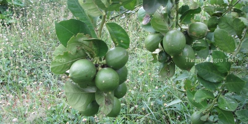 Solar agriculture pumpsets