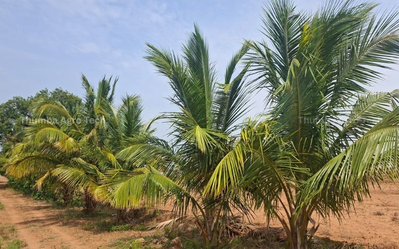 The 50 coconut trees grown under natural farming on Thumba Agro's farm, irrigated by drippers only