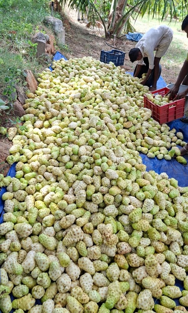 1000 kg of harvested Noni fruit from Thumba Agro's natural farm