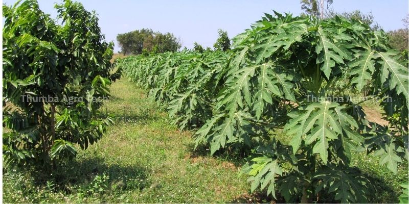 Crop quality achieved by natural farming on Thumba Agro's farm