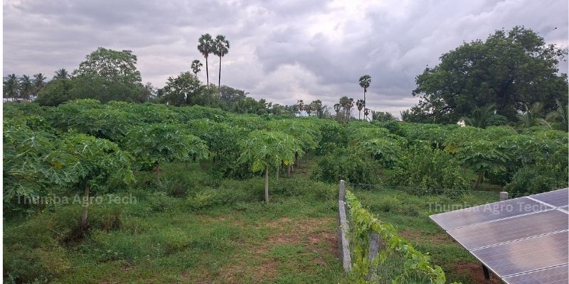 Healthy crop growth under natural farming with no chemical fertilizer