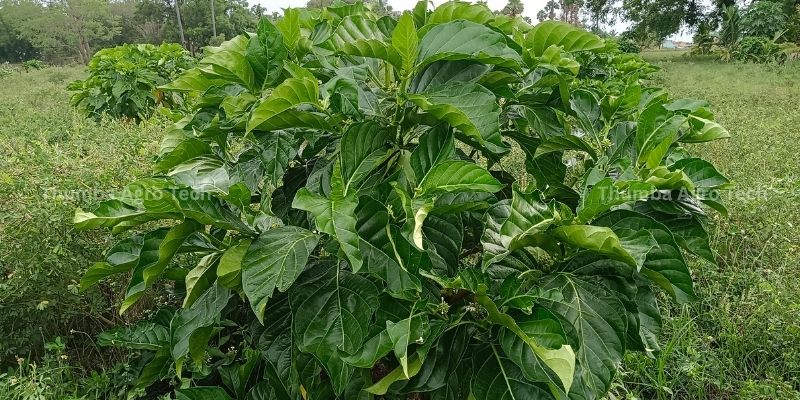 Noni trees growing alongside trimmed weeds under natural farming