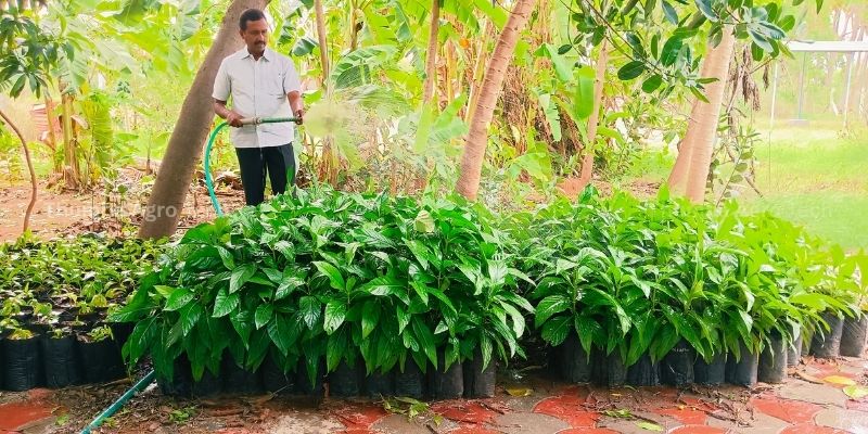 Noni saplings ready for plantation on Thumba Agro's natural farm