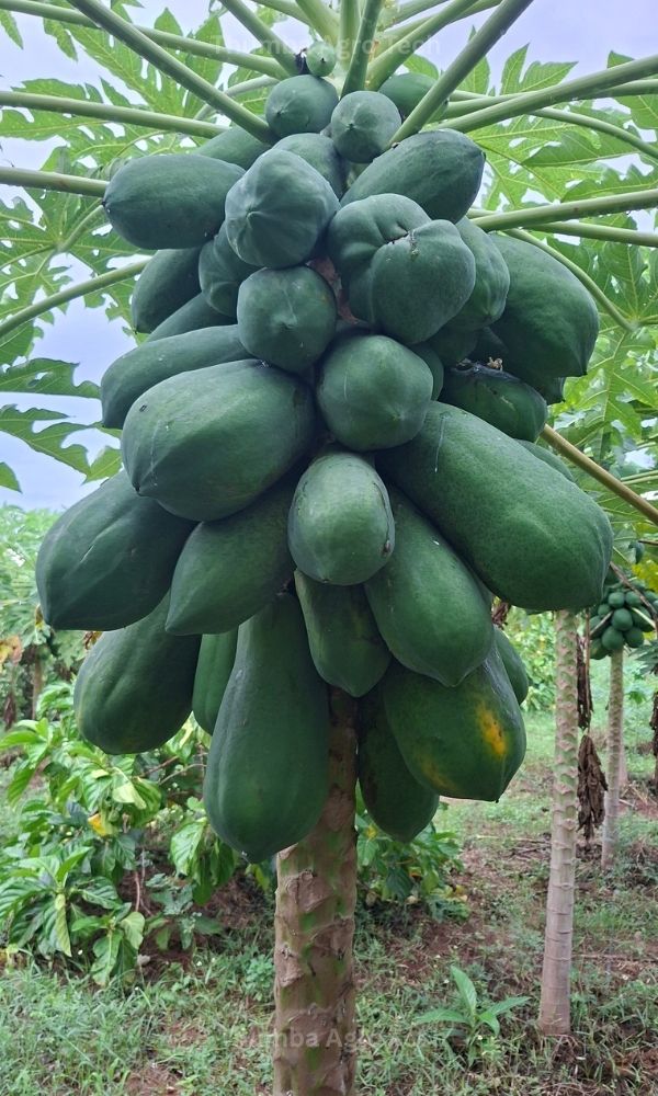 Papaya fruit size and yield per tree achieved by natural farming