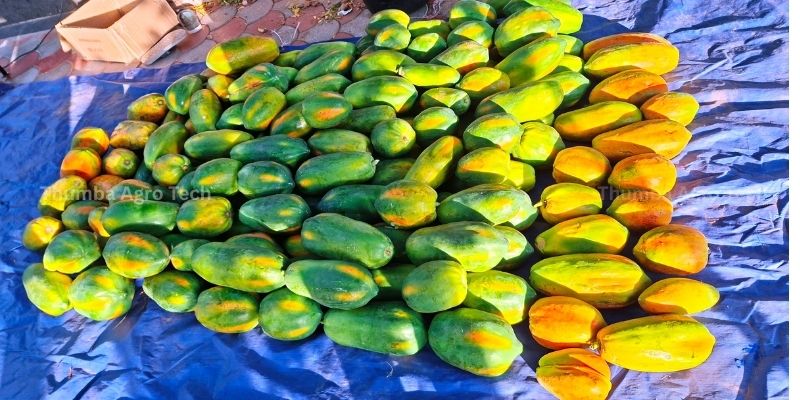 Quality papaya fruit grown by natural farming on Thumba Agro's farm