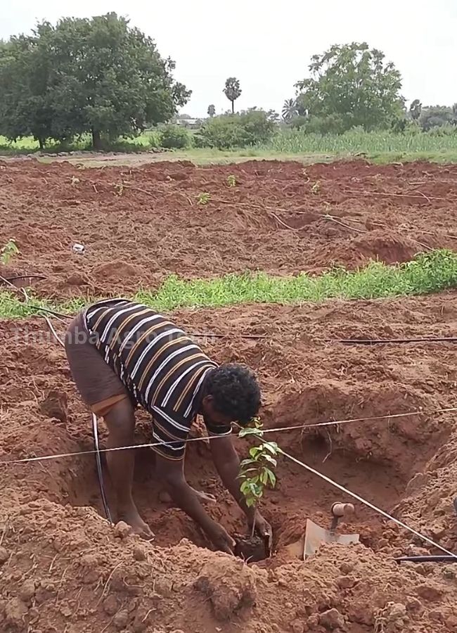 Sapling being planted in a 3 feet deep, 3 feet diameter pit on Thumba Agro's natural farm