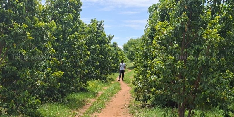 Thumba Agro's own natural and organic farm — papaya, Noni and Soursop on 3.5 acres of dry land