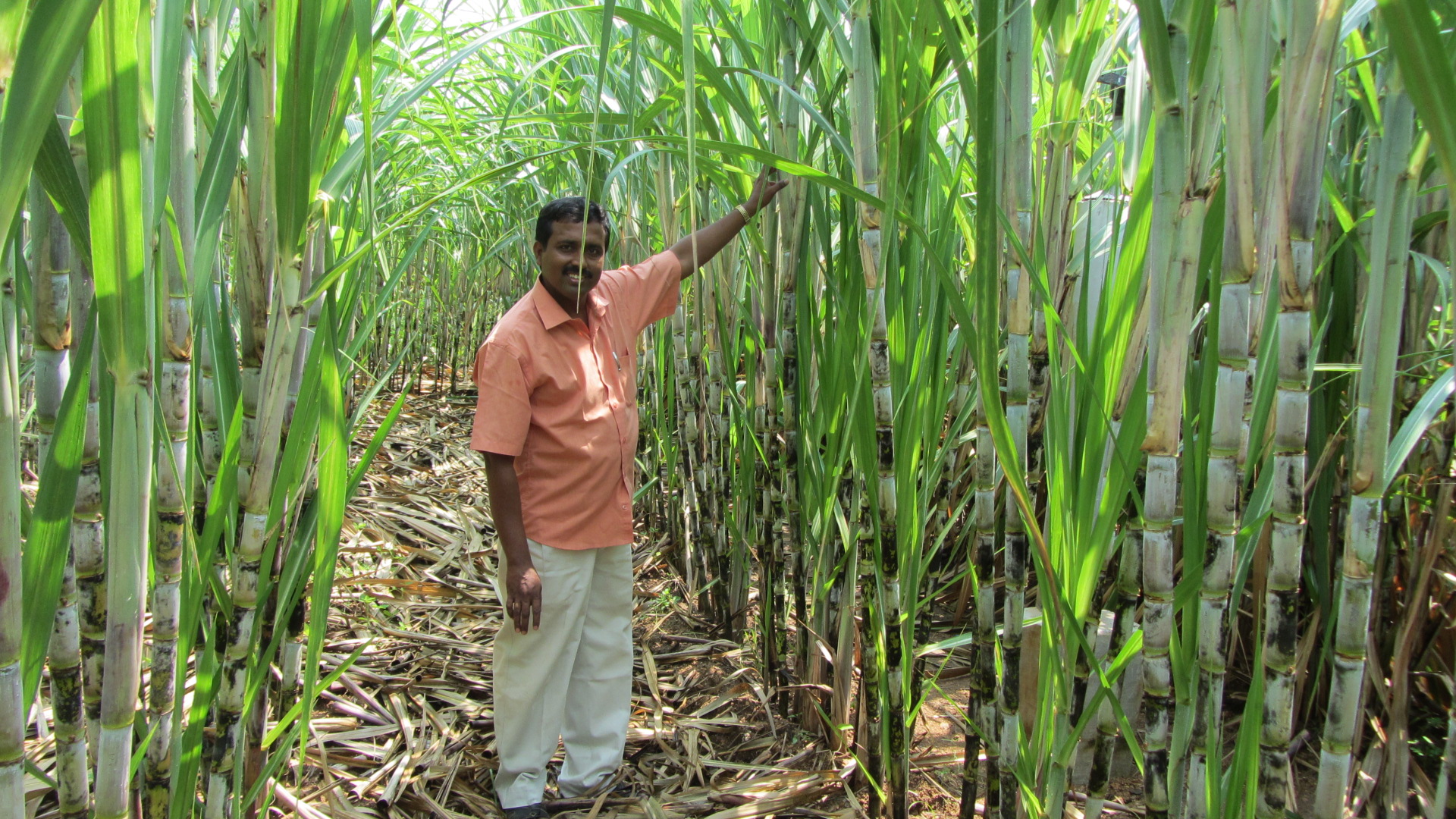 Mr. Periyasamy in his tall sugarcane field grown with RainGun irrigation and natural farming, Muthur, Tamil Nadu