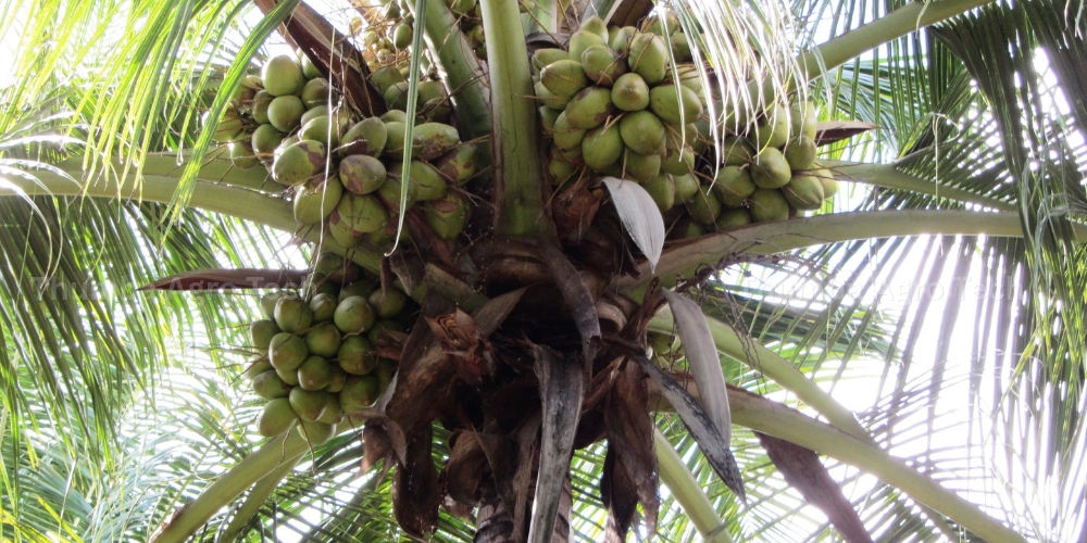 Coconut cluster on a tree at Mr. Periyasamy's Muthur farm, irrigated by a Permanent Mini Sprinkler System