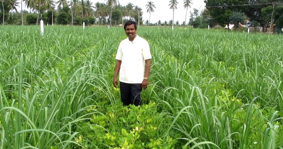 Mr. Periyasamy standing in his coconut and banana farm, Muthur, Tamil Nadu — permanent RainGun and Mini Sprinkler customer since 2011