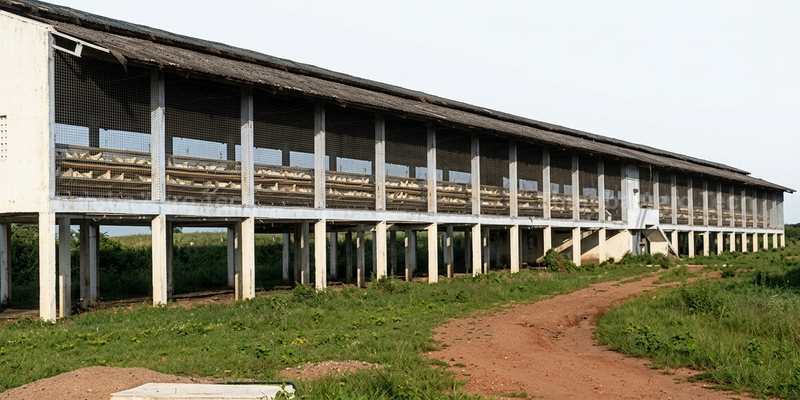 Thumba 4-way mist cooling system installed in a poultry farm shed