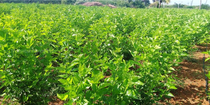 Healthy mulberry cultivation for sericulture — the leaf supply that feeds the rearing shed