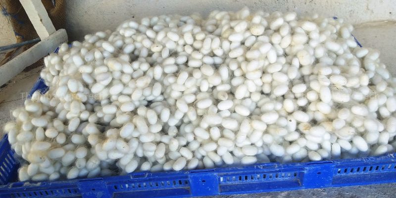 Crate of harvested white silk cocoons — high yield and uniform quality from a climate-controlled rearing shed
