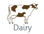 Dairy