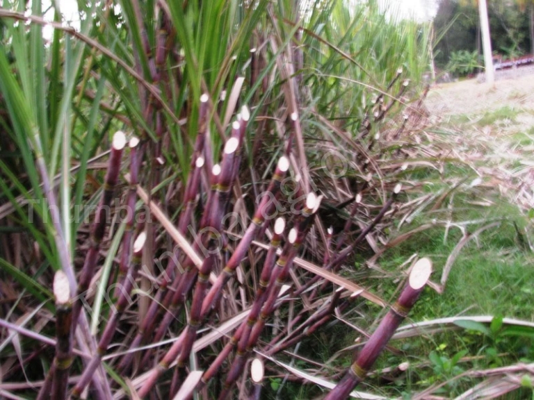 Harvested organic sugarcane stalks from Mr. Muthu's Salem farm — dense, dark-purple cane showing maturity and yield quality
