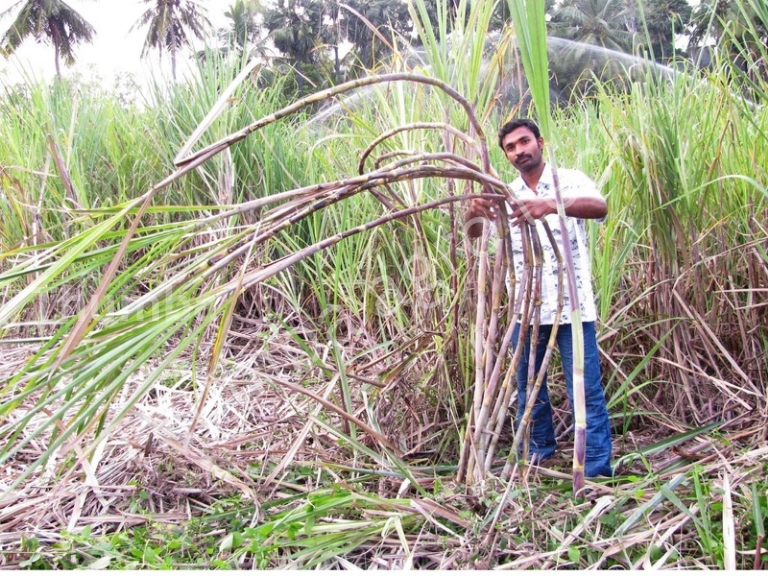 Mr. Muthu standing in his organic sugarcane field, Salem