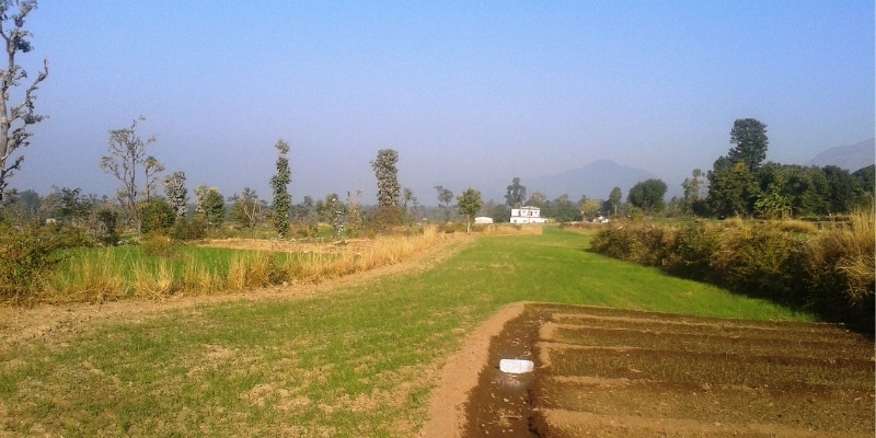 Mr. Ram's 2.5-acre vegetable and cereal farm at Patkot, Nainital, Uttarakhand with Himalayan foothills in the background